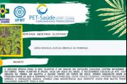 Pesquisa cataloga plantas medicinais que ajudam na imunidade contra a Covid