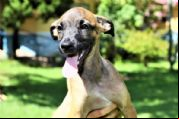 Fotos | Confira os bichinhos que estar