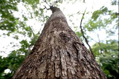 Horto Florestal promove trilha ecol