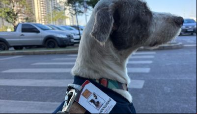 Cachorro abandonado perto de shopping na Capital se torna mascote e ganha crach