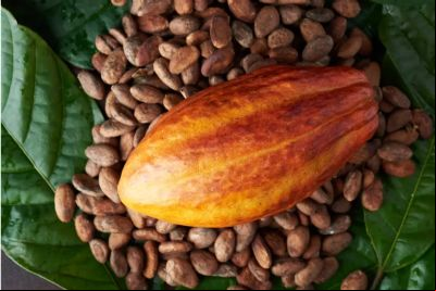 Cacau ganha destaque no Festival do Chocolate