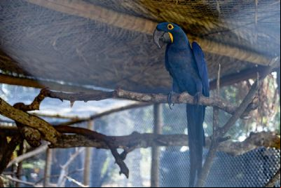 Sema recebeu 356 animais no primeiro trimestre de 2024; 153 j