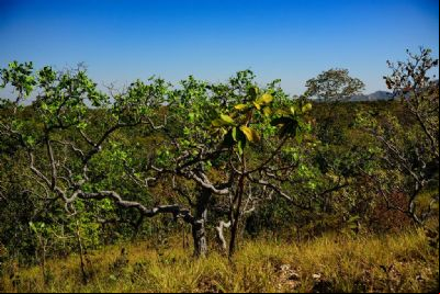 MT registra queda de 18% na taxa de desmatamento no Cerrado