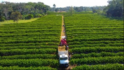 Governo de MT lan