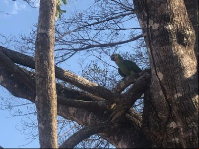 Aves vindas do Cear