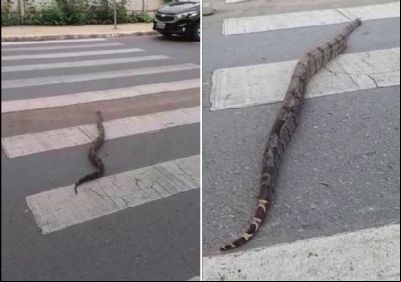 Cobra para o tr