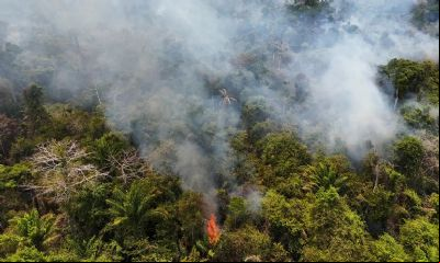 Cobertura florestal mundial perde 3,7 milh