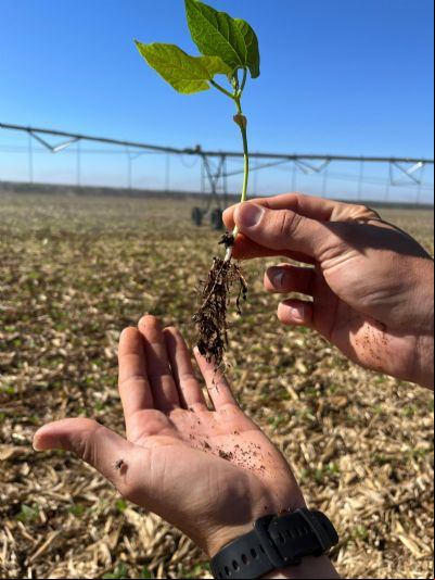 Produtores driblam dificuldades e investem no cultivo do feij