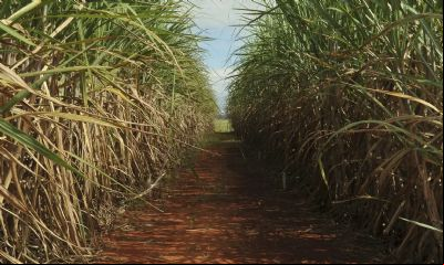 Seca extrema derruba produtividade de cana e usinas antecipam colheita