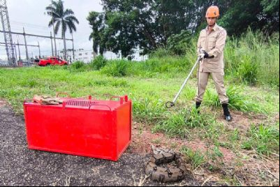 Bombeiros resgatam duas jiboias em Primavera do Leste