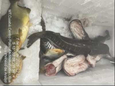 Pescado apreendido em rodovia