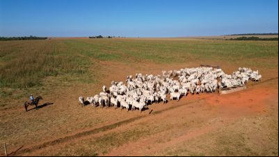 Pecuaristas de MT investem na redu