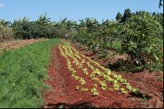 Mais de 37 mil produtores ser