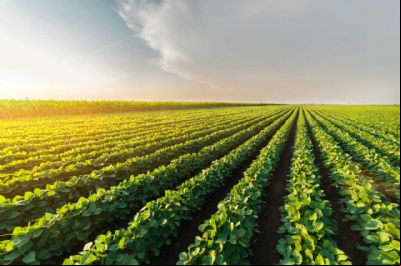 Fertilizantes: Nutrien tem lucro de US$ 858 milh