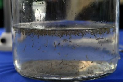 Chikungunya mata duas pessoas em MT; casos da doen