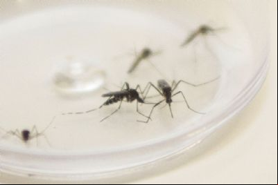 Com aumento de casos de dengue e baixa procura por vacina