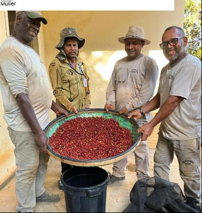 Primeira colheita de caf