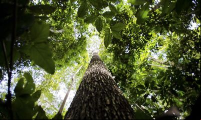 Dia Mundial do Meio Ambiente refor