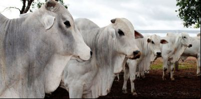 Agrofoco 