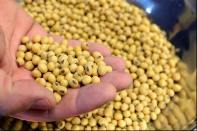 ​Soja: exportadores dos EUA relatam cancelamentos para destinos n
