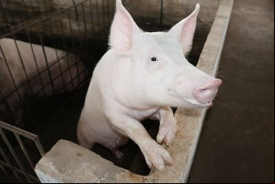 Mato Grosso segue livre da peste su
